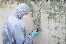 Professional Mold Prevention & Removal  in North East, MD